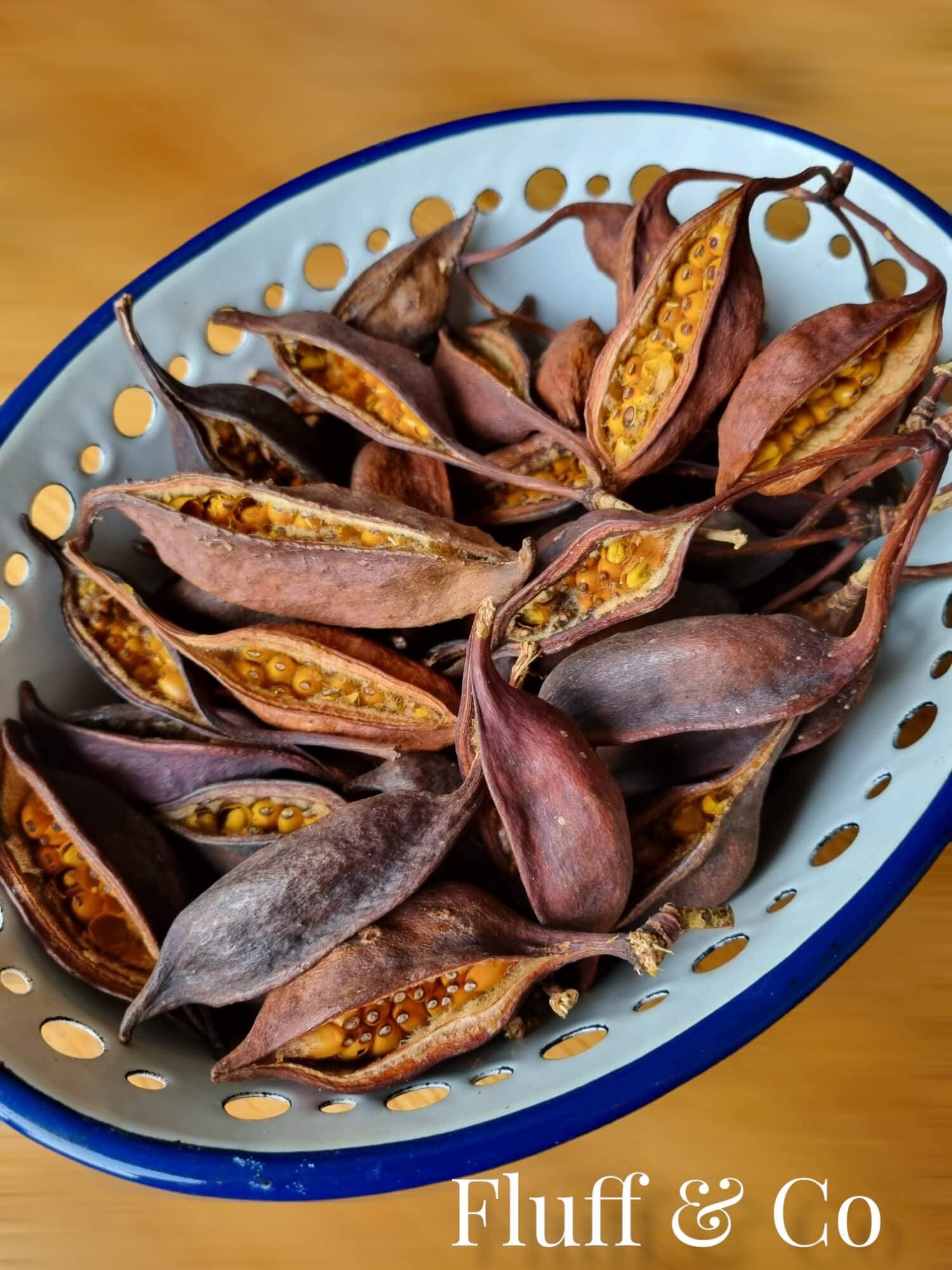 Branchychiton Kurrajong Bottle Tree Seed Pods Dried for Craft Etsy UK