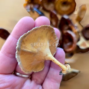 Pu&ograve; includere: Un singolo fungo giallo pallido con un gambo sottile e un cappello leggermente arricciato. Il fungo &egrave; tenuto in una mano, con altri funghi visibili sullo sfondo.