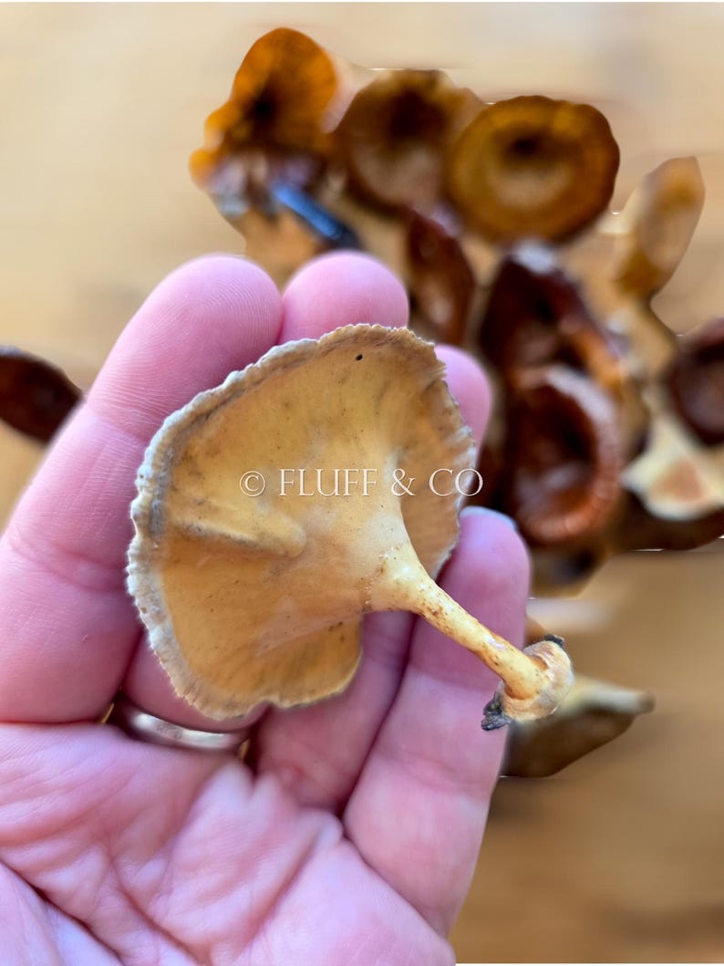 Pu&ograve; includere: Un singolo fungo giallo pallido con un gambo sottile e un cappello leggermente arricciato. Il fungo &egrave; tenuto in una mano, con altri funghi visibili sullo sfondo.