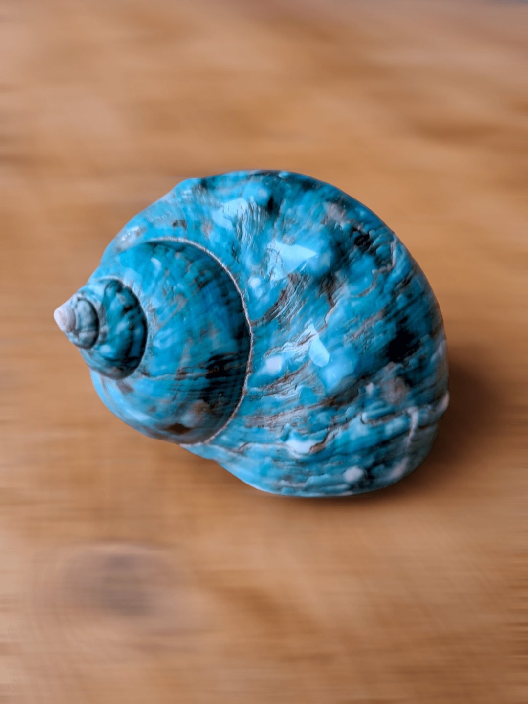 Large HERMIT Crab Jade IMPERIAL TURBO Shell, Rare Polished Blue Green