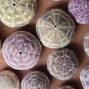 Puede incluir: Vista aérea de varias conchas de erizo de mar. Las conchas muestran tonos beige, morado y blanco, con patrones detallados que emanan del centro. Las conchas están dispuestas sobre una superficie marrón.