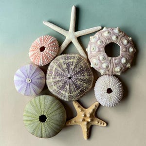 May include: A collection of sea urchin shells in shades of pink, purple, green, and white, with two starfish. The shells display detailed patterns and textures, evoking a natural, coastal aesthetic.