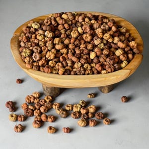 May include: A large, oval, light-brown wooden bowl with three short legs, filled to the brim with a multitude of small, dried, ribbed, tan and brown pumpkin-shaped gourds. Several of these small, dried, pumpkin-shaped gourds are scattered below.
