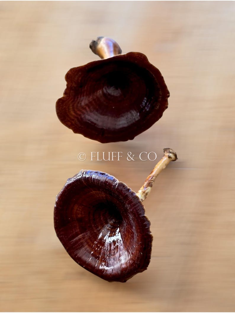 Pu&ograve; includere: Due ornamenti in ceramica a forma di fungo di colore marrone con una finitura liscia e lucida. Gli ornamenti sono di colore marrone scuro con una leggera sfumatura rossastra. La parte superiore degli ornamenti &egrave; leggermente appuntita e la parte inferiore &egrave; arrotondata. Gli ornamenti sono su una superficie di colore marrone chiaro.