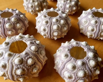 Purple Sputnik Sea Urchin Shells | Jellyfish Air Plant Holders | Coastal Nautical Decor | 4-8.5cm
