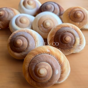 Puede incluir: Una colección de nueve conchas marinas con una variedad de patrones marrones y blancos. Las conchas están dispuestas en un patrón circular sobre una superficie de madera.