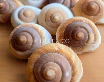 Large LAND SNAIL Shells – Natural Insomada Shells 6–8cm | Spiral Shells for Crafts, Terrariums, Coastal Decor, Displays & DIY Projects