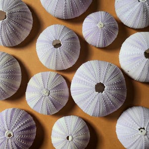Puede incluir: Vista aérea de varias conchas de erizo de mar. Las conchas son de color lavanda pálido con rayas blancas que irradian desde el centro. Cada concha tiene un agujero central y una superficie texturizada. El fondo es de un tono cálido y terroso.