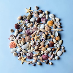 May include: A collection of various seashells and starfish in shades of white, brown, orange, and purple, arranged on a light blue background. The assortment includes different shapes and sizes of shells.