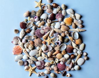 Mixed Seashells 1-3cm | Mini Starfish | Coastal Collection | Seaside Treasures | Natural Shell Mix