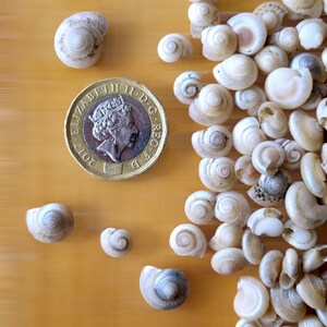 TINY BUTTON Top SNAIL Shells, Venetial Pearl Natural Spiral Shells ...