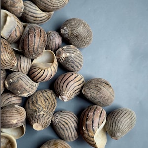 May include: A collection of snail shells with brown and black striped patterns. The shells are various sizes and shapes, with some open to reveal the interior. The background is a solid gray color.