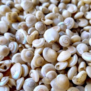 TINY BUTTON Top SNAIL Shells, Venetial Pearl Natural Spiral Shells ...