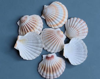 Bulk Scallop Shells UK 10-15cm | Food Serving | Wedding Catering | Coquilles St Jacques | Decoupage Shell