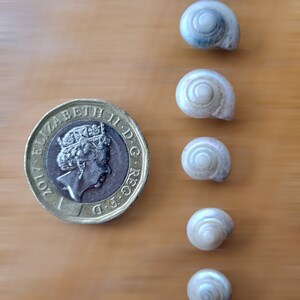 TINY BUTTON Top SNAIL Shells, Venetial Pearl Natural Spiral Shells ...