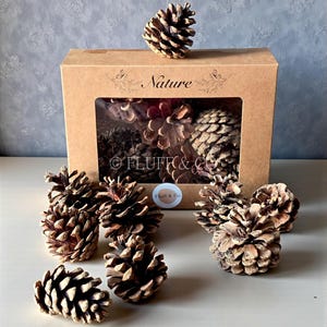 May include: A collection of brown pine cones, some scattered and others inside a cardboard box with a clear window. The box is labeled "Nature" and has a small logo. The pine cones vary in size and texture, creating a natural aesthetic.