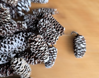 Kleine BERKEN DENNEKELS, mat (2-3 cm), natuurlijke minikegels voor rustiek huisdecor, potpourri, ambachtelijke projecten, milieuvriendelijk handwerk en kransen