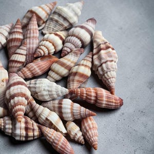 Puede incluir: Una colección de conchas marinas en espiral con bandas alternas de color blanco, bronceado y marrón oscuro. Cada concha tiene un ápice puntiagudo y una superficie texturizada y acanalada con un cuerpo cónico, dispuestas en un grupo.