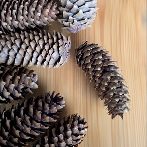 May include: A collection of brown pine cones on a light wood surface. The cones are arranged in a semi-circle with one cone in the centre.