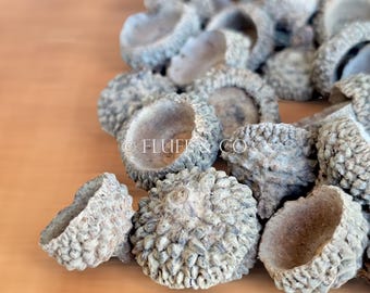 Natural ACORN CAPS (1.5-3 cm) – Rustic Craft Supplies for Wreaths, DIY Projects, Nature-Inspired Decor, Potpourri, and Vase Filler Displays