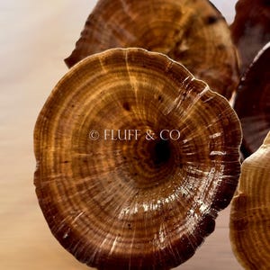 Pu&ograve; includere: Primo piano di un gruppo di funghi di legno marroni e circolari con un motivo ad anelli concentrici. I funghi sono disposti in un gruppo, con il fungo pi&ugrave; grande al centro. Il testo "&copy; FLUFF & CO" &egrave; visibile sul fungo pi&ugrave; grande.