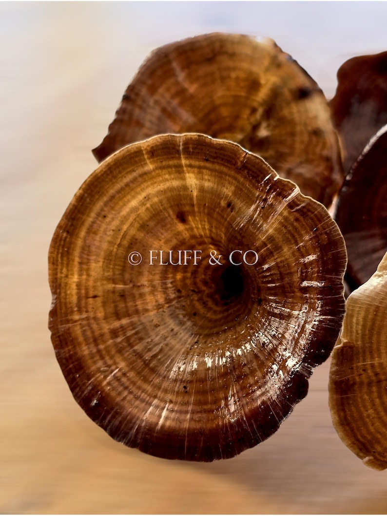 Pu&ograve; includere: Primo piano di un gruppo di funghi di legno marroni e circolari con un motivo ad anelli concentrici. I funghi sono disposti in un gruppo, con il fungo pi&ugrave; grande al centro. Il testo "&copy; FLUFF & CO" &egrave; visibile sul fungo pi&ugrave; grande.