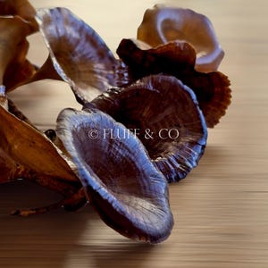 Pu&ograve; includere: Primo piano di un gruppo di funghi marroni e viola su una superficie di legno. I funghi sono disposti in cerchio, con il fungo pi&ugrave; grande al centro. I funghi hanno una superficie liscia e lucida e una forma leggermente curva. Il testo "&copy; FLUFF & CO" &egrave; visibile sul fungo pi&ugrave; grande.