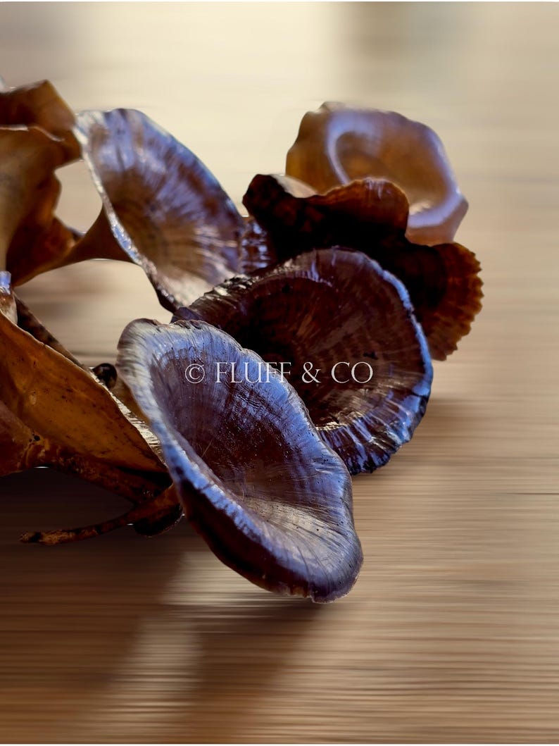 Pu&ograve; includere: Primo piano di un gruppo di funghi marroni e viola su una superficie di legno. I funghi sono disposti in cerchio, con il fungo pi&ugrave; grande al centro. I funghi hanno una superficie liscia e lucida e una forma leggermente curva. Il testo "&copy; FLUFF & CO" &egrave; visibile sul fungo pi&ugrave; grande.