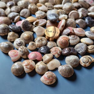 May include: A collection of small, assorted seashells in shades of beige, brown, pink, and white, scattered on a blue surface. Some shells have spiral patterns. A gold-colored disc with the text "Fluff & Co" is in the center.