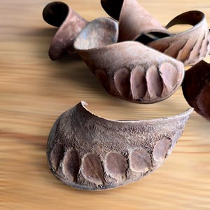 May include: Close-up of several brown, dried seed pods with a textured, ridged surface. The pods are arranged on a light wood surface.