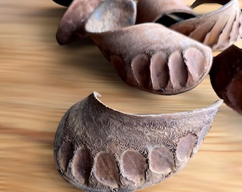 Natural ELEPHANT EAR Pods (Delonix regia), Rustic DRIED Seed Pods for Home Decor, Wreaths, Crafts, Table Displays, and Seasonal Arrangements