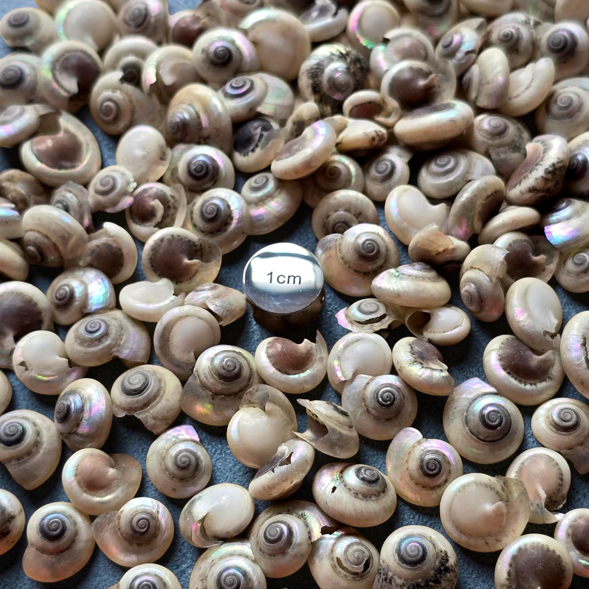 Tiny Button Snail Shells 0.5–1 Cm | Black Pearl Shell Mix | Loose
