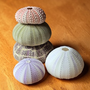 May include: A collection of sea urchin shells in various colors, including pink, green, purple, and white. The shells are stacked and arranged on a wooden surface, showcasing their unique textures and patterns. These decorative shells are a natural home decor item.