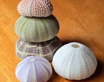 Sea Urchin Shells Set of 5 | Alfonso Mixed | Air Plant Holders Boho Coastal Decor