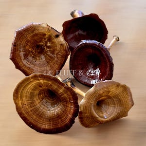 May include: Five brown and tan trumpet-shaped mushrooms with a slightly textured surface. The mushrooms are arranged in a cluster on a light brown surface.