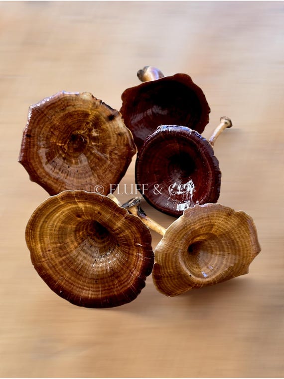 Natural KALIX MUSHROOMS - Dried Varnished Mushrooms for Woodland Crafts and Decorations, Rustic Forest-Inspired Décor, Mushroom DIY Projects