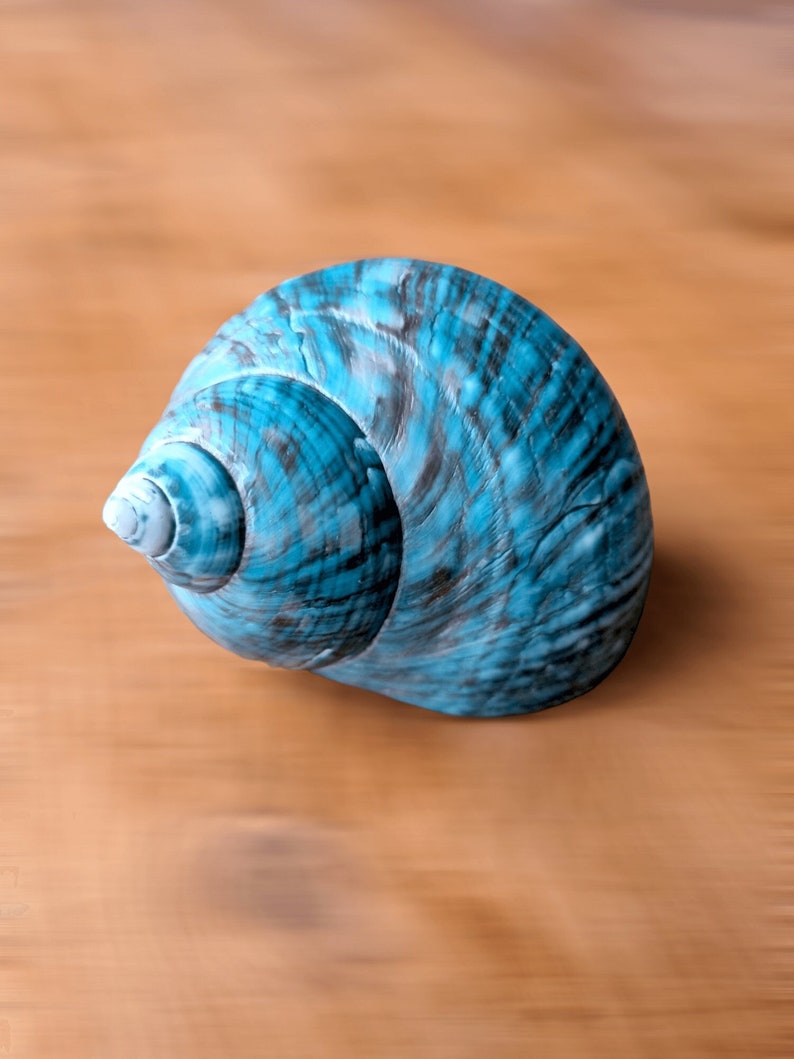 May include: A blue seashell with a swirling pattern. The shell is smooth and glossy.