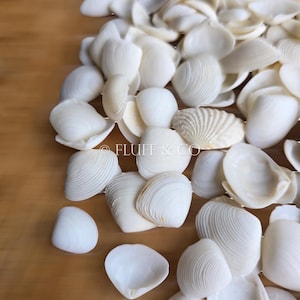 May include: A collection of white seashells of various sizes and shapes. The shells have a smooth, glossy finish and are arranged in a pile on a wooden surface.
