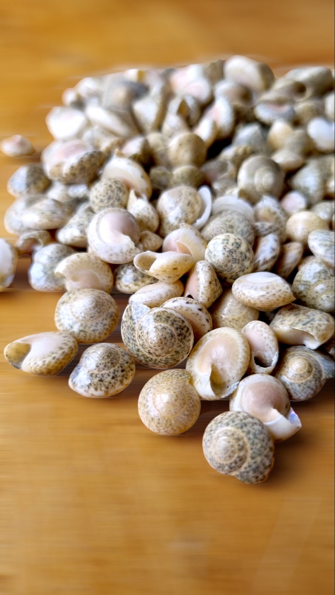 TINY BUTTON Top SNAIL Shells White, Miniature Snail Shells, Natural