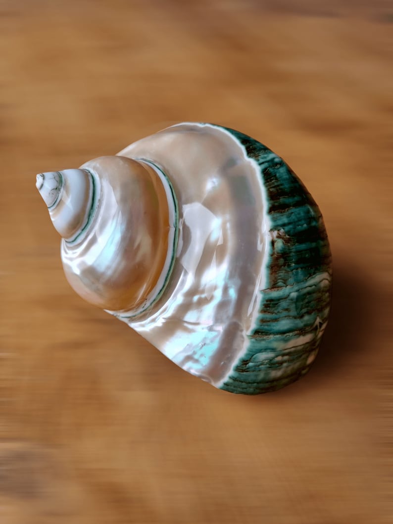May include: A seashell with a pearlescent white interior and a green and brown exterior. The shell is smooth and has a spiral shape.