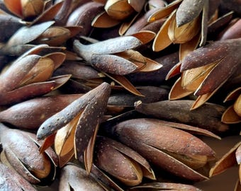 Natural MAGNOLIA PODS Dried 3-5cm | Eco-Friendly Craft Supplies | Unique Pods for Craft | Rustic Home Decor | Potpourri Christmas Autumn