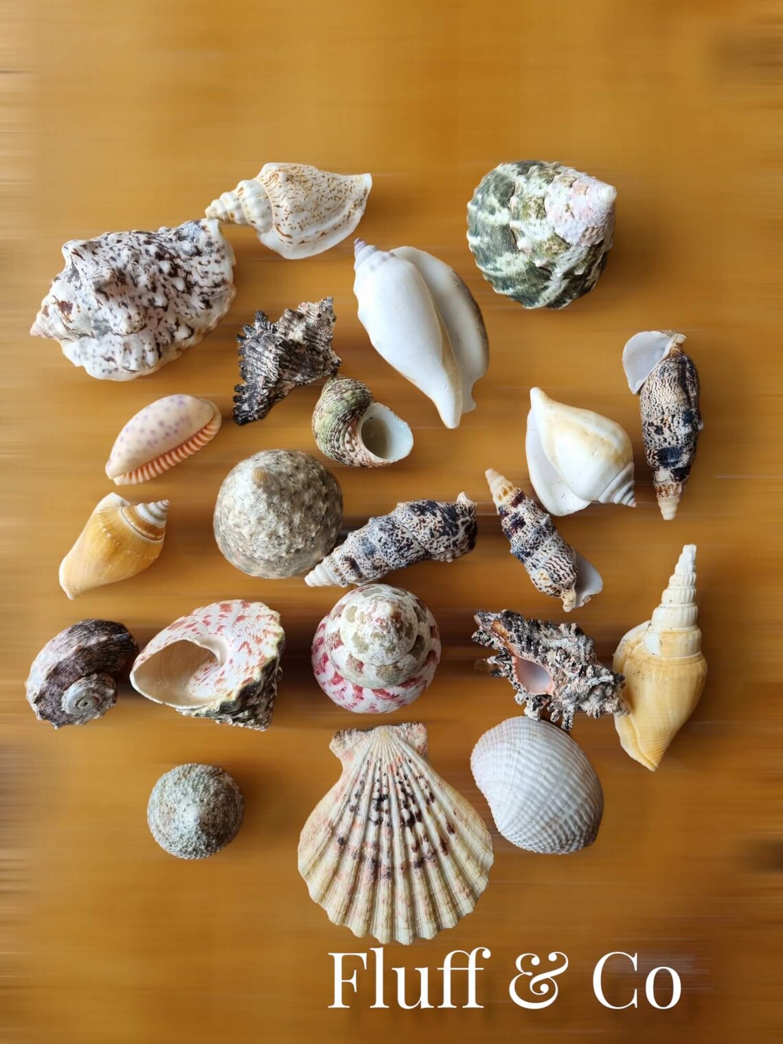 Medium Shells Mix Assorted in Eco Fibre Net Natural Beach Mix of ...