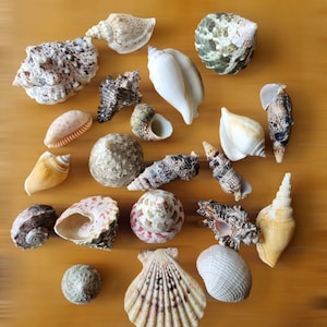 Medium Shells Mix Assorted in Eco Fibre Net Natural Beach Mix of Seashells for Craft, Decoration,Home Nautical Decor, Display Bowl Beach Art
