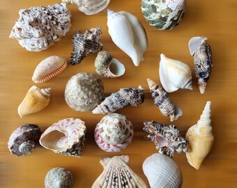 May include: A collection of seashells in various shapes, sizes, and colors, including white, brown, pink, and black. The shells are arranged on a wooden surface. The text "Fluff & Co" is visible in the bottom right corner of the image.