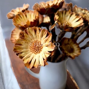 Protea Rosette Compacta on Stem ~ Dried Natural Flowers for Floral Arrangements, African Flowers,  Wedding Bouquet, Dried Floral Bunch