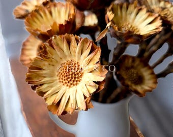 Protea Rosette Compacta on Stem Dried Natural Flowers for Floral