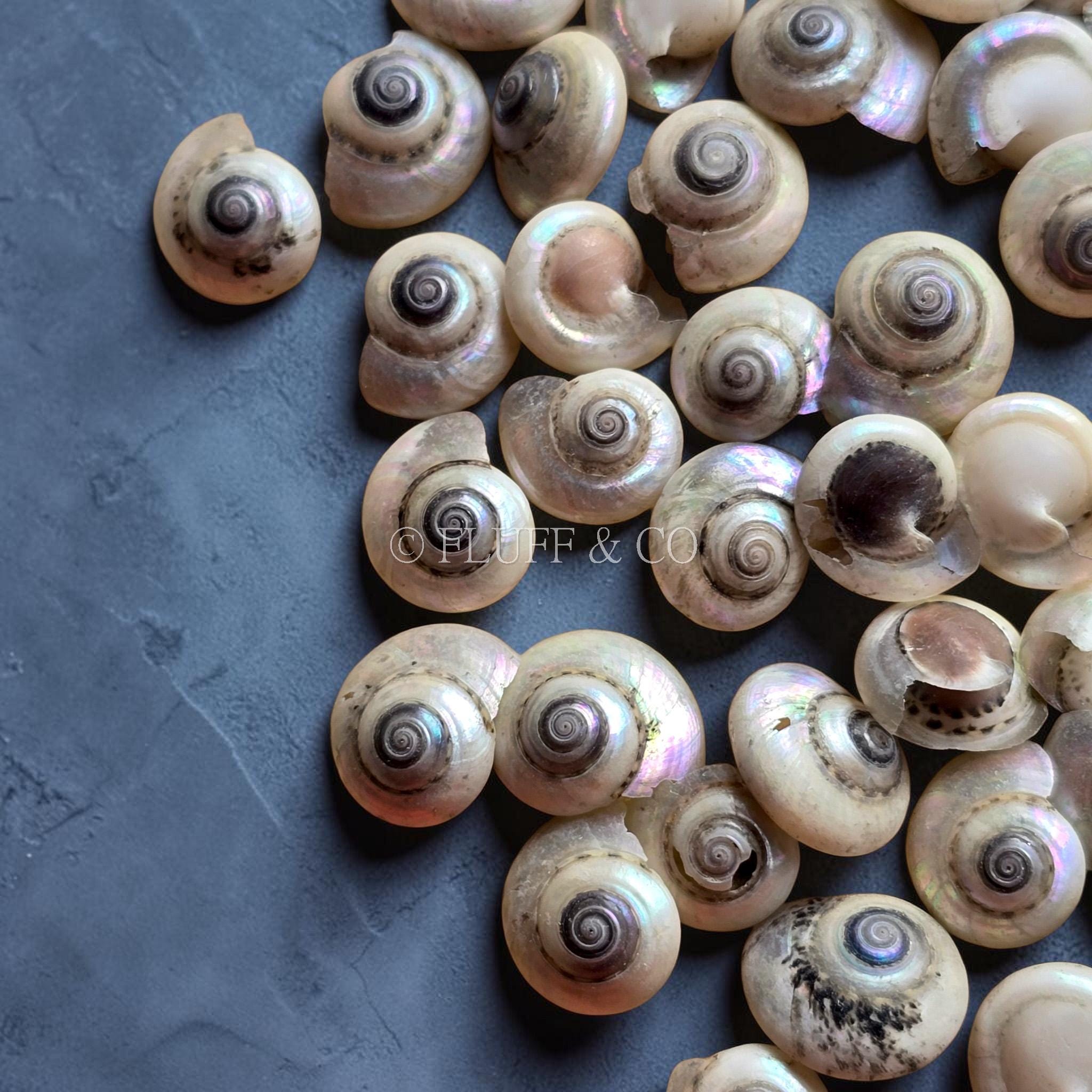 Tiny Button Snail Shells 0.5–1 Cm | Black Pearl Shell Mix | Loose ...