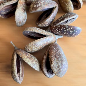 Natural MIKE PODS (Mocha Pods) 4-8 cm, Decorative DRIED Pods for Rustic Crafts, Potpourri, Floral Arrangements, Eco-Friendly Décor Seed Pods