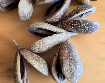 Natural MIKE PODS (Mocha Pods) 4-8 cm, Decorative DRIED Pods for Rustic Crafts, Potpourri, Floral Arrangements, Eco-Friendly Décor Seed Pods