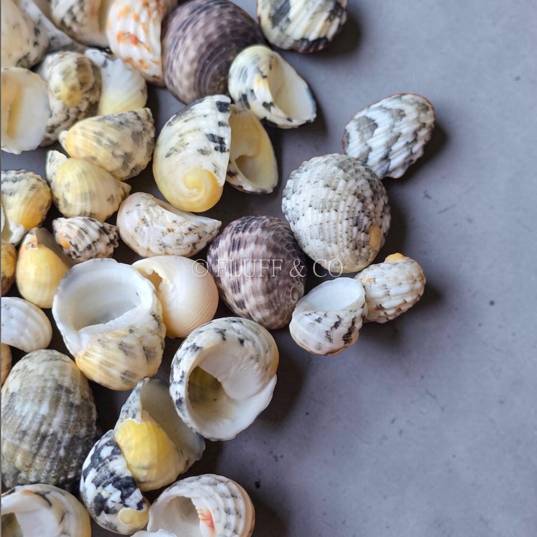 Snake Shells Colourful Snake Nerita Shells 1–2 Cm | Mini Snail Shells | Loose ...